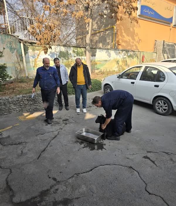 قربانی کردن گوسفند جهت دفع بلا از کارکنان